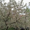 Фотография "Весна..у подьезда дома вишня в цвету.!25.04.2024г."