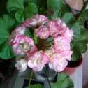 Фотография "Appleblossom rosebud, первое цветение"