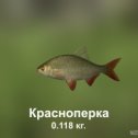 Фотография "https://ok.ru/game/trophyfishing2?136532 Красноперка, Карповые, 0.118kg, Волга, База Волга, TF-500, Хлеб.  #Красноперка #Карповые #Волга #База Волга #Хлеб #trophy #fishing #fish #трофейная #рыбалка #рыба"