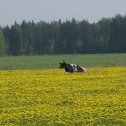 Фотография "коровье счастье:)"