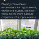 Фотография от 🍀 Семена почтой Invent∙Kz 🍀