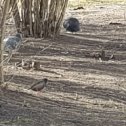 Фотография "Пока мы сидим в карантине прилетают скворцы!
Starlings have arrived!
#russia #samsung #birds #starlings #spring #saintpetersburg #pigeon"