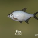 Фотография "https://ok.ru/game/trophyfishing2?92792 Лещ, Карповые, 0.182kg, Дунай, База Дунай, TF-1000, Хлеб.  #Лещ #Карповые #Дунай #База Дунай #Хлеб #trophy #fishing #fish #трофейная #рыбалка #рыба"