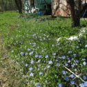 Фотография "Вечно зелёный. Барвинок у меня на участке, синими, цветами зацвел
"