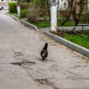 Фотография "Кошка, которая гуляла сама по себе...2024"