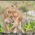 Фотография "Львы 🦁 Серенгети @kyrgyzkorm  #серенгети #львы #львенок"