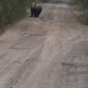 Фотография "Мишка вышел погулять в Славинске Видимо разведчик"