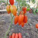Фотография "БАРБАРИС - высокоурожайный, засухоустойчивый среднеспелый сорт (не путать с гибридом  с аналогичным названием!) для открытого грунта  Растения полураскидистые высотой 60-80 см. Плоды цилиндрические, выровненные, плотные, ярко-красные, массой 80-90 г, устойчивые к растрескиванию. Вкусовые качества отличные, томаты сочные, сладкие, ароматные, пригодны для переработки и цельноплодного консервирования, долго лежат без ухудшения вкусовых качеств. Можно сажать более загущенно, чем обычные сорта."