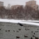 Фотография "Балашихинский парк плотина пролетающий голубь"