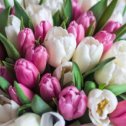 Фотография "Тюльпаны-это символ весны, и это первая ассоциация, которая возникает при виде этих цветов.Яркие, скромные и очень изящные)"