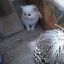 Фотография "Продаются котята Невские маскарадные  2 месяца"