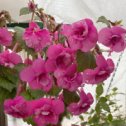 Фотография "Ахименес RF's King’s Favorite. 350р. Цветок до 6 см, ярко малинового цвета с мраморными нежно розовыми разводами  в центре цветка, махровый."
