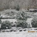 Фотография "с первым снегом"