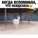 Фотография от лариса корчак коцюбинская