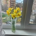 Фотография "Цвет и запах весны"