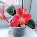 Фотография "Моя мини орхидея. "