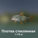 Фотография "https://ok.ru/game/trophyfishing2?229639 Плотва стеклянная, Гибриды, 1.178kg, Днепр, Припять, TF-3000, Мотыль.  #Плотва стеклянная #Гибриды #Днепр #Припять #Мотыль #trophy #fishing #fish #трофейная #рыбалка #рыба"