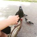 Фотография "Познакомились с Абаканскими голубями во время летнего отпуска"