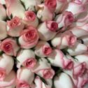Фотография "Обожаю розы"