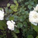 Фотография "Белые розы мои почему то ранние"