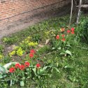 Фотография "20 апреля  все зелёное и цветут тюльпаны"