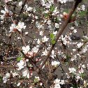 Фотография "Первый год цветёт  войлочная  вишня..."