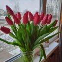 Фотография "Тюльпаны на 8 марта."