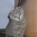 Фотография "моя кошка Тина
"