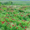 Фотография от Светлана Хмара (Бублик)