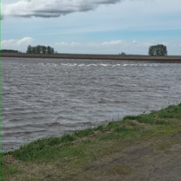 Фотография "Лебеди, к сожалению ближе не подплыли"