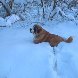 Фотография "1 января 2016 год"