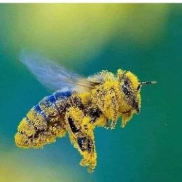 Фотография от пчела медовая