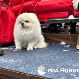 Фотография "На трибуне собака Лукашенко Умка. 9мая 2024 г."
