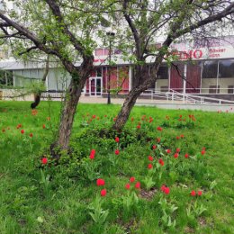 Фотография "Пасмурный первомайский день украшает пробуждение природы!
01.05.24г."