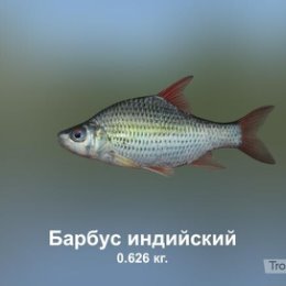 Фотография "https://ok.ru/game/trophyfishing2?3877 Барбус индийский, Карповые, 0.626kg, Янцзы, База Янцзы, TF-10i, Кузнечик.  #Барбус индийский #Карповые #Янцзы #База Янцзы #Кузнечик #trophy #fishing #fish #трофейная #рыбалка #рыба"