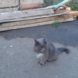 Фотография "Хозяин двора,мой кот шумахер,он же шумок,он же шумка,он же шумастый."