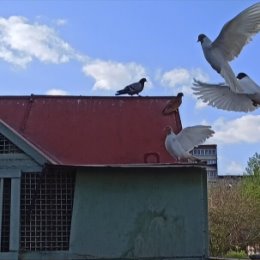 Фотография "30.04.24г  Челябинск

... Раритетно - аутентичные моменты нашего города!💥
... "Там, там, высоко... над землёю кружит стая!.. " 🐦😇🥰☀💯🌟💕
"