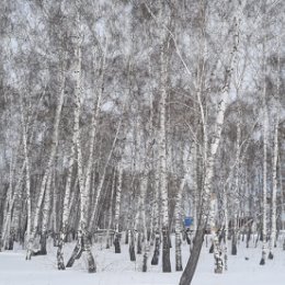 Фотография "Омский лес"