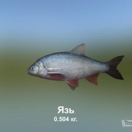 Фотография "https://ok.ru/game/trophyfishing2?2757 Язь, Карповые, 0.504kg, Волга, База Волга, TF-3000, Перловка.  #Язь #Карповые #Волга #База Волга #Перловка #trophy #fishing #fish #трофейная #рыбалка #рыба"