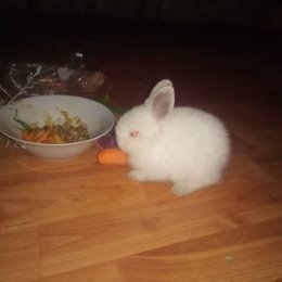 Фотография "Вежливый кролик Валера начал кушать морковку"