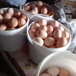 Фотография "Домашние яйца не дорого продам. "