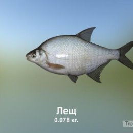 Фотография "https://ok.ru/game/trophyfishing2?217850 Лещ, Карповые, 0.078kg, Волга, База Волга, TF-500, Хлеб.  #Лещ #Карповые #Волга #База Волга #Хлеб #trophy #fishing #fish #трофейная #рыбалка #рыба"