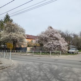 Фотография "Яблони цветут 1 апреля "