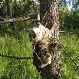 Фотография "СКиллс позирует😼 хорошо сегодня деревья заходили🐾🌲🌄
.
#СкиллсМраморКраснополянский
.
#ВеснаВСочи2020🌺🌅🌴
.
#скиллсмрамор #скиллс #кот #cats #сидидома #котнадереве #ясныйдень #сочи #адлер #курортныйгородок"