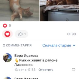 Фотография "❗️UPD: Котик Рыжик нашёл дом. Благодарю всех, кто этому добру посодействовал!!! 👏😻👌"