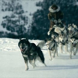 Фотография ""Того"

Главный герой фильма “Того” - Леонард Сеппала, погонщик собак, живущий на Аляске. Он норвежец и женат на бельгийке Констанции. В 1925 году в его городке Ном дети заболели дифтерией. Много. Целая больница детей без надежды на выздоровление. Счёт идёт на часы, а сыворотка находится в 4 днях пути. Всё бы ничего, если бы не ураган, надвигающийся на Ном. Ведущий пёс в упряжке Сеппалы - Того, ему 12 лет, он чрезвычайно умный, преданный и опытный пёс. Но 12 лет… Это много для собаки. Они могут не вернуться из этого снежного замеса, но Леонард решается на этот поступок…

Мне фильм понравился. Особенно в разрезе отношений главного героя и его жены. Между ними есть контакт, и даже если они имеют разногласия, это не становится для них камнем преткновения.

Любя жену, Леонард не убивает маленького никудышного щенка, который значительно меньше других по размеру и не имеет перспективы стать ездовой собакой. Для Констанции щенок как сын, которого у них нет. Сеппала не позволяет щенку переступать порог их спальни ..."