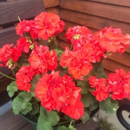 Фотография "‘Clatterbridge’ цветун ещё тот, люблю его🥰.
#сортовыепеларгонии #пеларгониицветут #пеларгония #pelargon #pelargonia #pelargonium #pelargoniums"