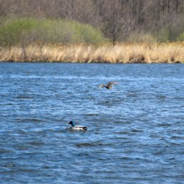 Фотография от Аренда беседок в городе Пенза