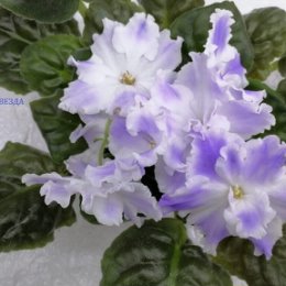 Фотография от Эписции фиалки ирисы глокси и др цветы