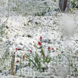 Фотография "Тюльпаны в снегу"